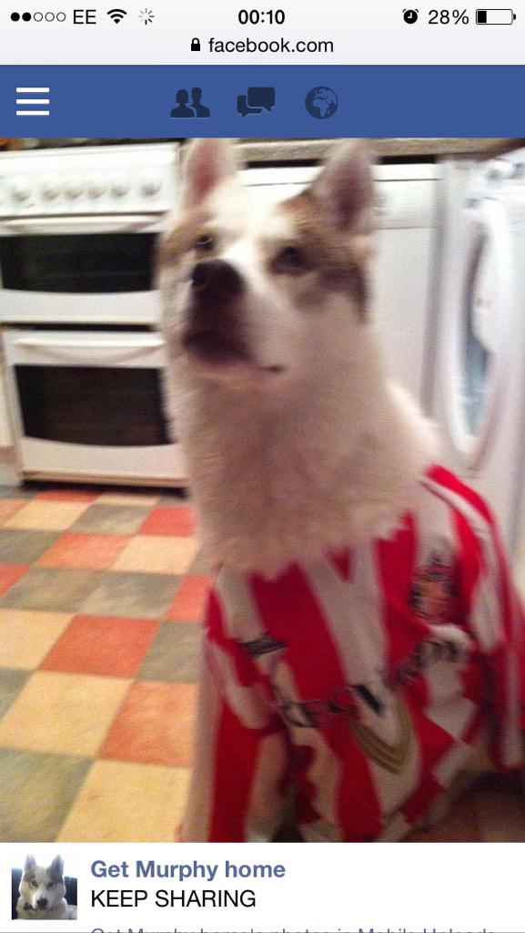 willywotsit73's tweet photo. @SAFC__News Get win today lads, but Murphy want to be home for Christmas. #GetMurphyHome  @findmurphyhusky please RT http://t.co/kXNVmtb69v