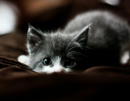 ConnorRpgbsd's tweet image. “@Emilyrpgbsd:  - te regardes - hm oui au fait tiens - prend une petite boite et te la tend avec sa à l&apos;interieur - http://t.co/CsUnEyhSqh”