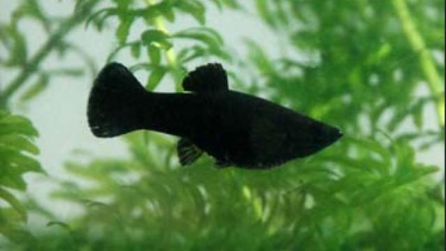 bellafrence's tweet photo. we got a fish 🐟 http://t.co/HnaxJxkwL3