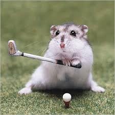 Adorableplease's tweet photo. 17 Adorable Animals Who Are Probably Plotting To Kill You,
Check Them All Out In The Link!
http://t.co/xkzhBbK8Ui http://t.co/uUVClWoCej