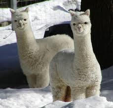 Adorableplease's tweet photo. 17 Adorable Animals Who Are Probably Plotting To Kill You,
Check Them All Out In The Link!
http://t.co/xkzhBbK8Ui http://t.co/uUVClWoCej