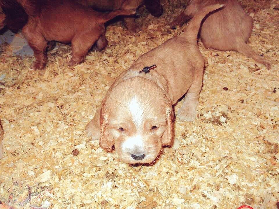 christofvinck's tweet photo. Nog 2 nachtjes slapen 😊! #milo @Evelien_4 http://t.co/jtkNHYkI5N