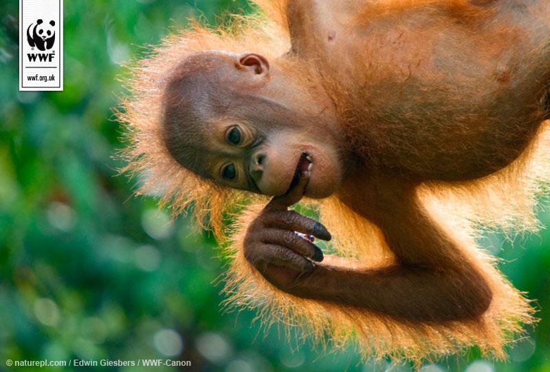 Twittenscorer's tweet photo. @wwf_uk work to protect forests &amp; animals from unsustainable palm oil production http://t.co/0Ha59R9JE6 http://t.co/bcrG0mc1ri 10 #outoften