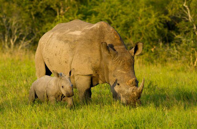 My big idea for 2015: It's Time to End Poaching linkedin.com/pulse/big-idea…
