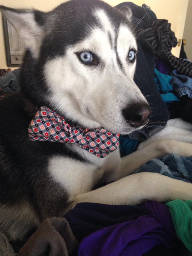 milesthehusky's tweet photo. You're gonna get hair on them anyway, I'm just making it happen sooner. #CleanClothesAreSoComfy #HuskyBehavior http://t.co/4fk7hCfOX6