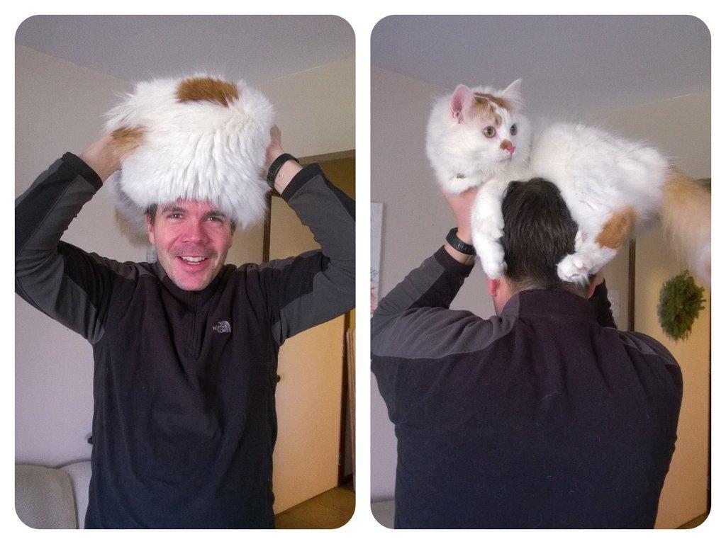 TaylorSwiftkey's tweet image. Cat hat