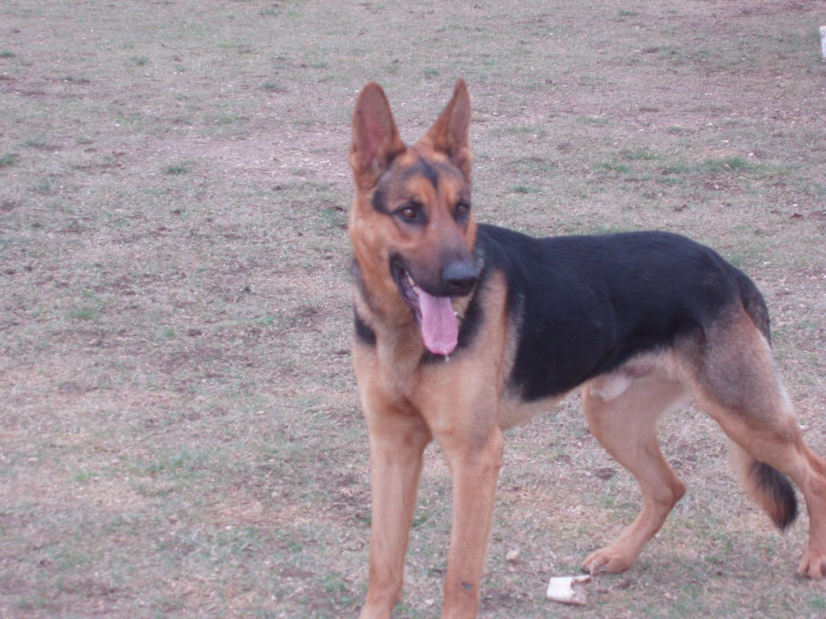 Rescued from a kill shelter just in time! Now, in search of a loving family to adopt Mason! #foreverhom #adoptme