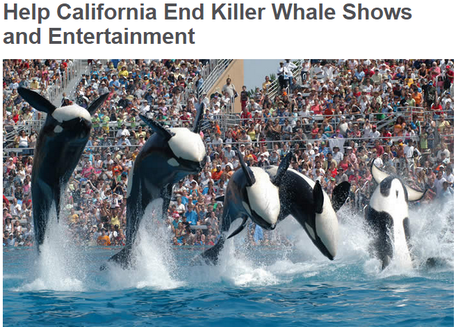OrcaSOS's tweet photo. #Blackfish #OpSeaWorld #AB2014
Tell #California: End Killer Whale Shows and Entertainment http://t.co/a2XaLL8km8 http://t.co/2LPVbQECmq