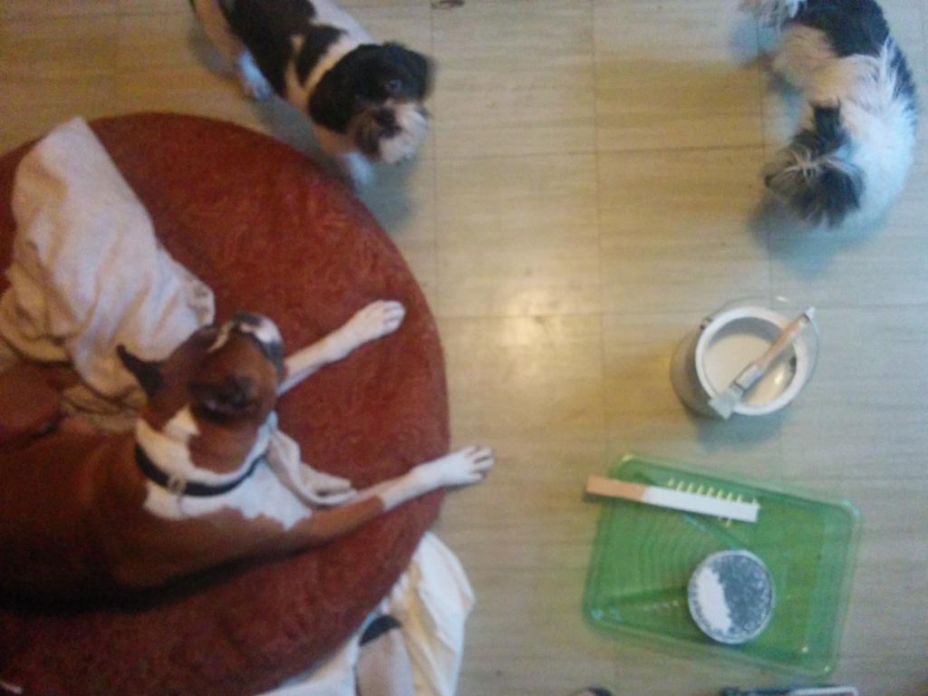 Me an' my dogs.  Painting the ceiling.