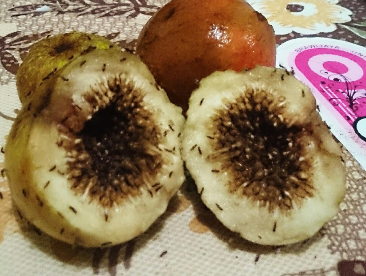 Buah Apa Yang Bisa Terbang