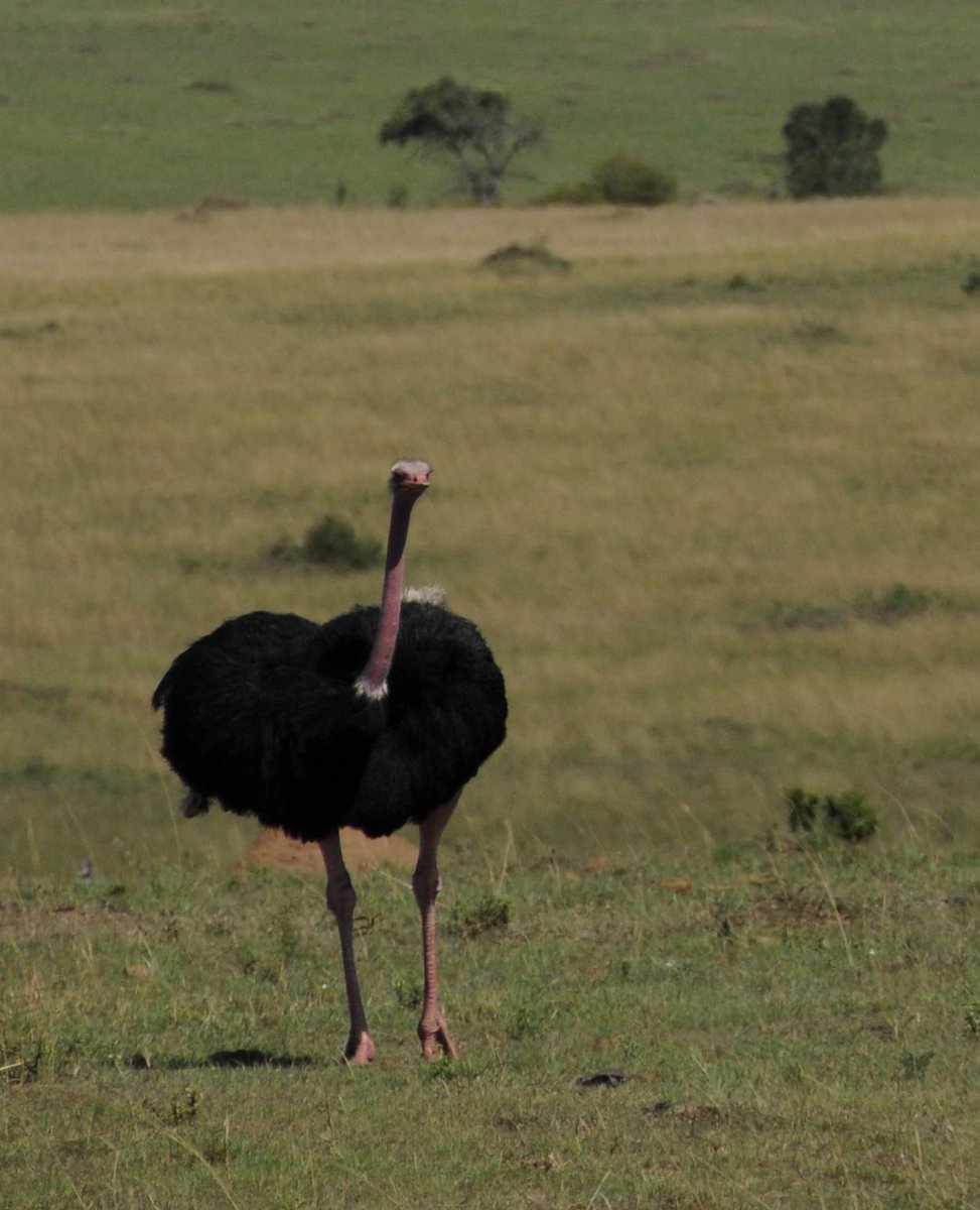 AnimalPlanet's tweet photo. When Ostriches attack! [Watch] >> http://t.co/ofbhBRQHQa  #WeirdTrueandFreaky http://t.co/z9CQUqIroL