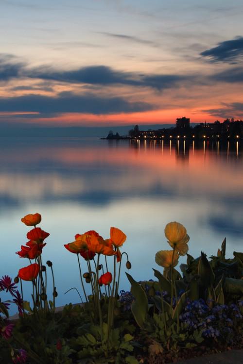 amazingtwittes's tweet photo. صباحكم ورد ...وفل http://t.co/dYqgmnwaW6