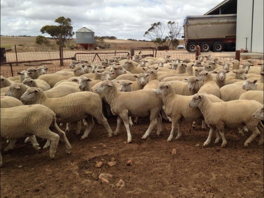 micknoble87's tweet photo. The 2nd last lot of Emu Park lambs for 2014 #offtolobethal, #goodchops http://t.co/qexe7nS4US