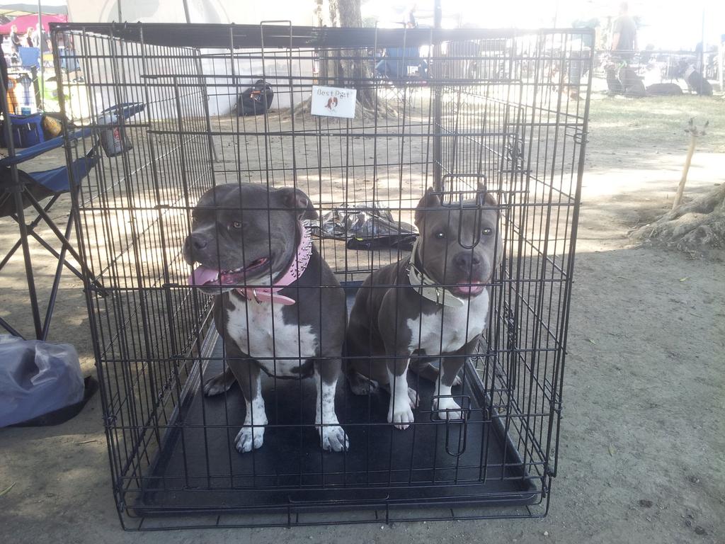 PlayerPrince400's tweet photo. If you need dog cameos for your next video contact touchofroyaltykennls@Facebook. com #Bully #SuperBad #Fire http://t.co/0ZoLkfGAYB