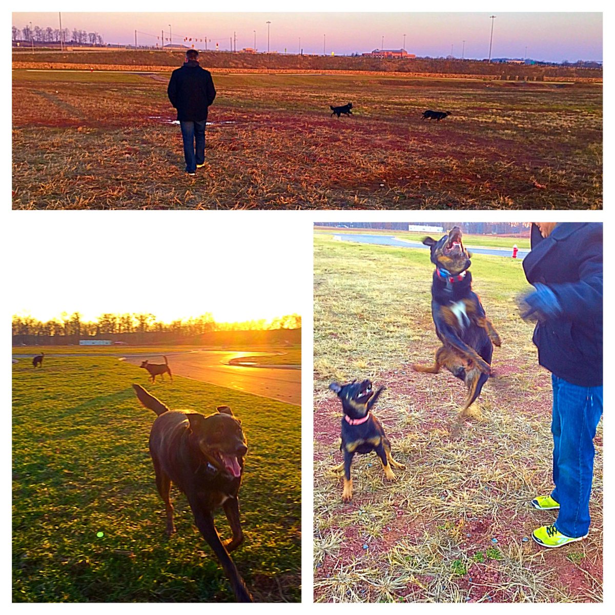 garyhaugen's tweet photo. Found a fun place w/ the family today for the dogs to run around. They made us all laugh. #sabbath #refreshingjoy http://t.co/zZ7i7ULcge