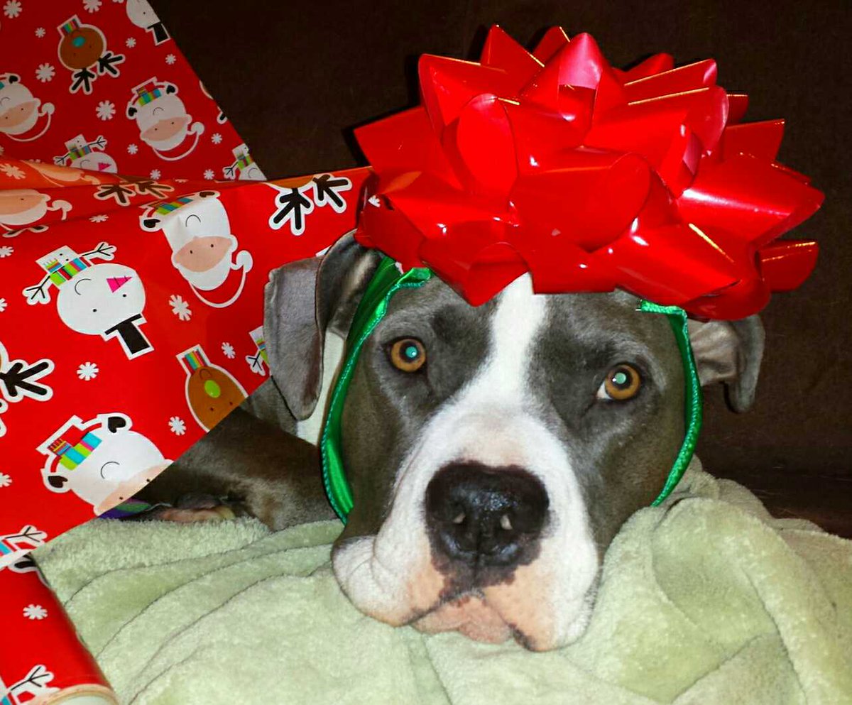 massa_pit's tweet photo. Mom got carried away with the gift wrapping! HELP! 4 days until Christmas! #PitmasCountdown #viciouspitbullfail http://t.co/QalWhC8zlx