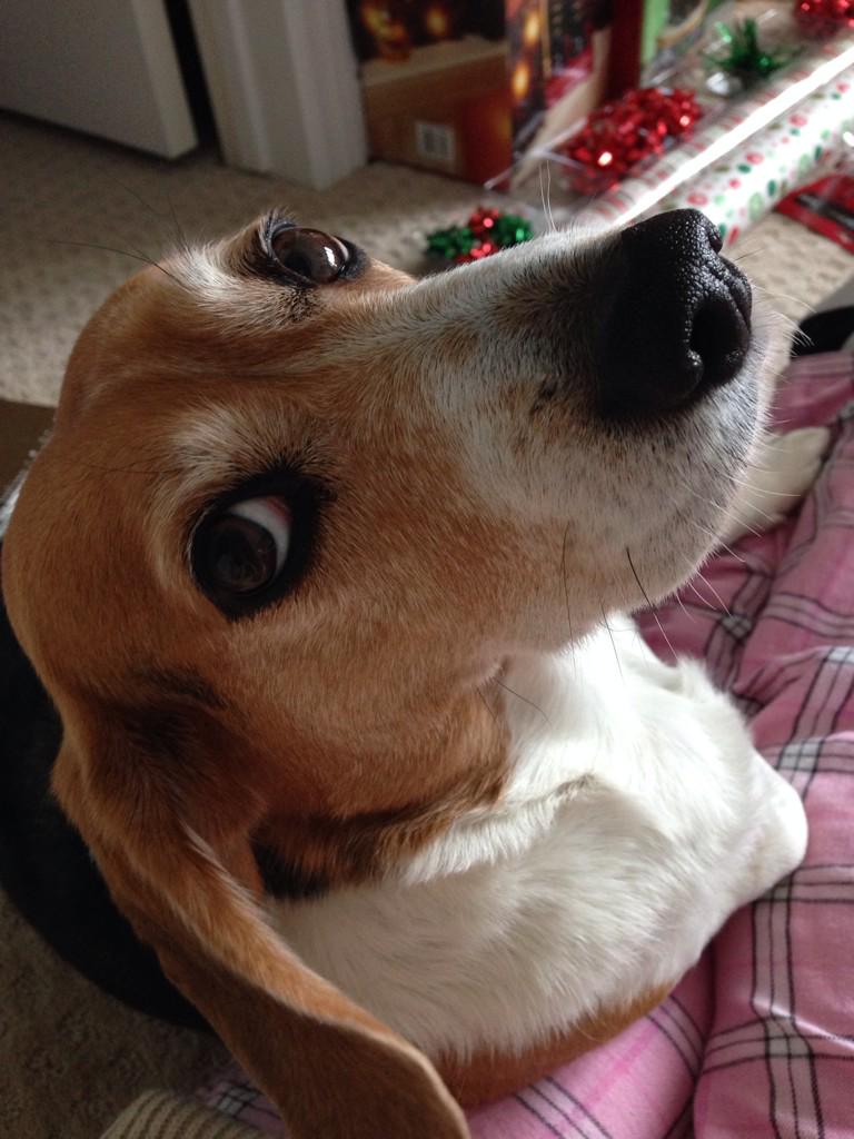 BeagleProbs tweet picture