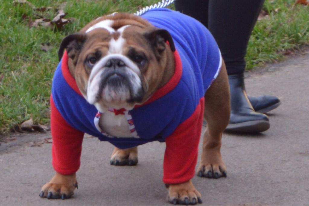 PaulTolin's tweet photo. @LewisHamilton Lewis, my mum makes coats for bulldogs and wants to make one for you. Would you like one? http://t.co/y0kQW1VxFo