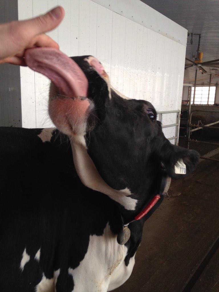 MattBerlett's tweet photo. Pet cow loves to lick and get her head scratched #robotcows #lely http://t.co/y85JdzD6Sl