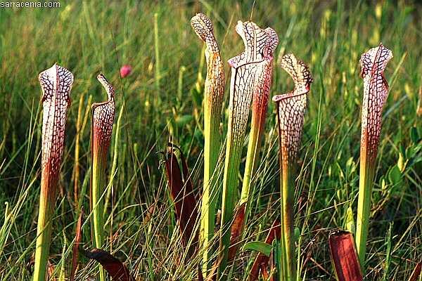 すべての美しい花の画像 これまでで最高のサラセニア 花言葉 すべての美しい花の画像 これまでで最高のサラセニア 花言葉