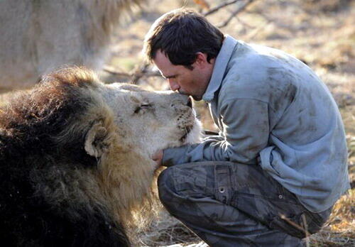 El león es el segundo mejor amigo del hombre, tras el perro.