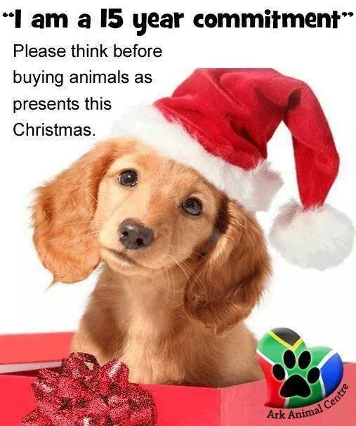 vchi99's tweet photo. Please stop &amp; think before you make a pet a last minute Xmas present http://t.co/jK97bgZPE2