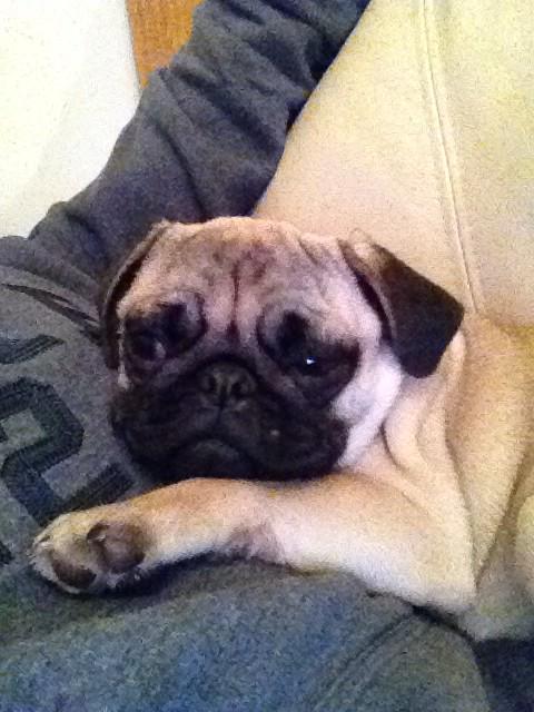 DannyMawer18's tweet photo. Ruby is winding down for Christmas! http://t.co/reckOmRoUw