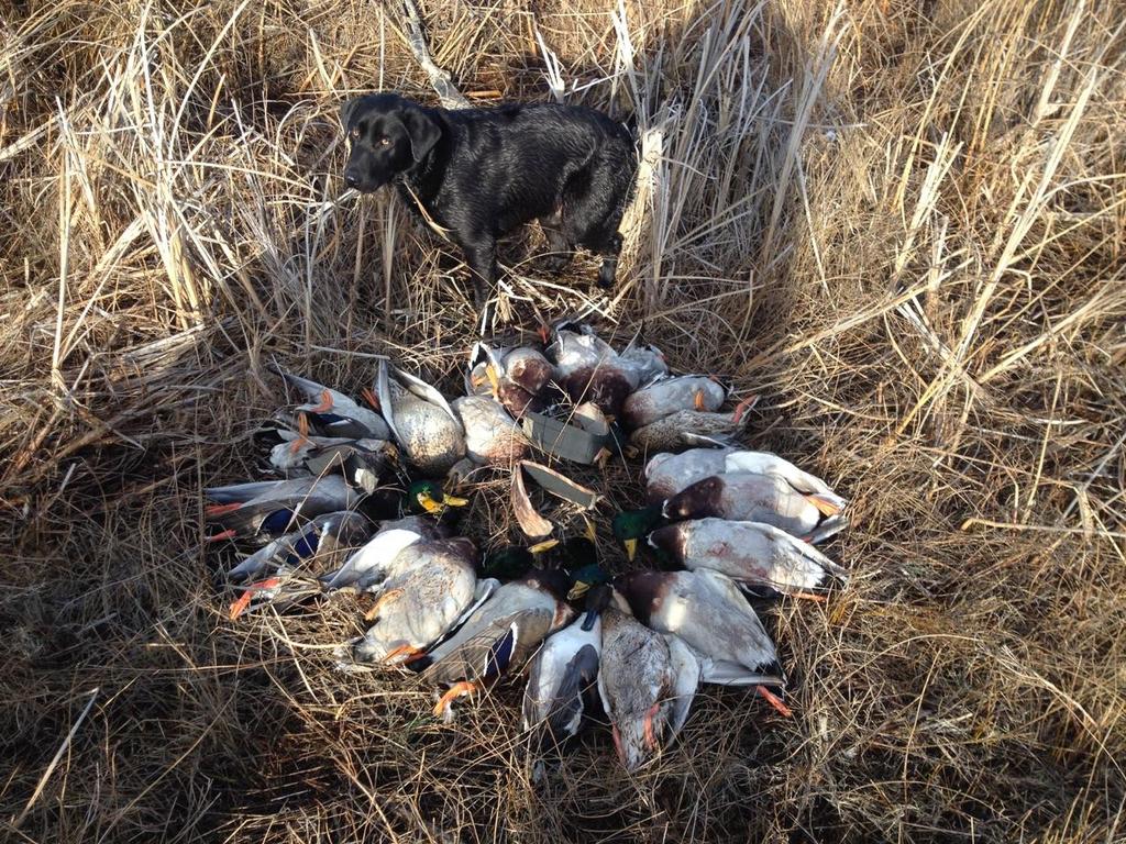 TeskeyMitch's tweet photo. Another day another limit for the crew in Wa  #publicand @SDG_Calls  @RigEmRight  @DakotaDecoy http://t.co/MjyvsRmtkd