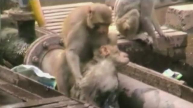 Un mono salva a otro que cayó electrocutado a las vías del tren en India [VIDEO] cnn.it/1xC8yjH