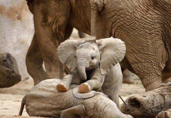 _Paisajes_'s tweet photo. Hermoso bebé elefante. http://t.co/Xq3k8t7nSe