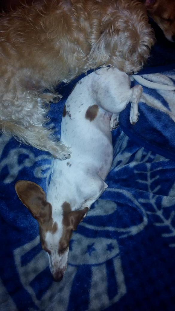 Pepper_Redbone's tweet photo. Missing my mommy. ..... http://t.co/AMBWsgYy9j