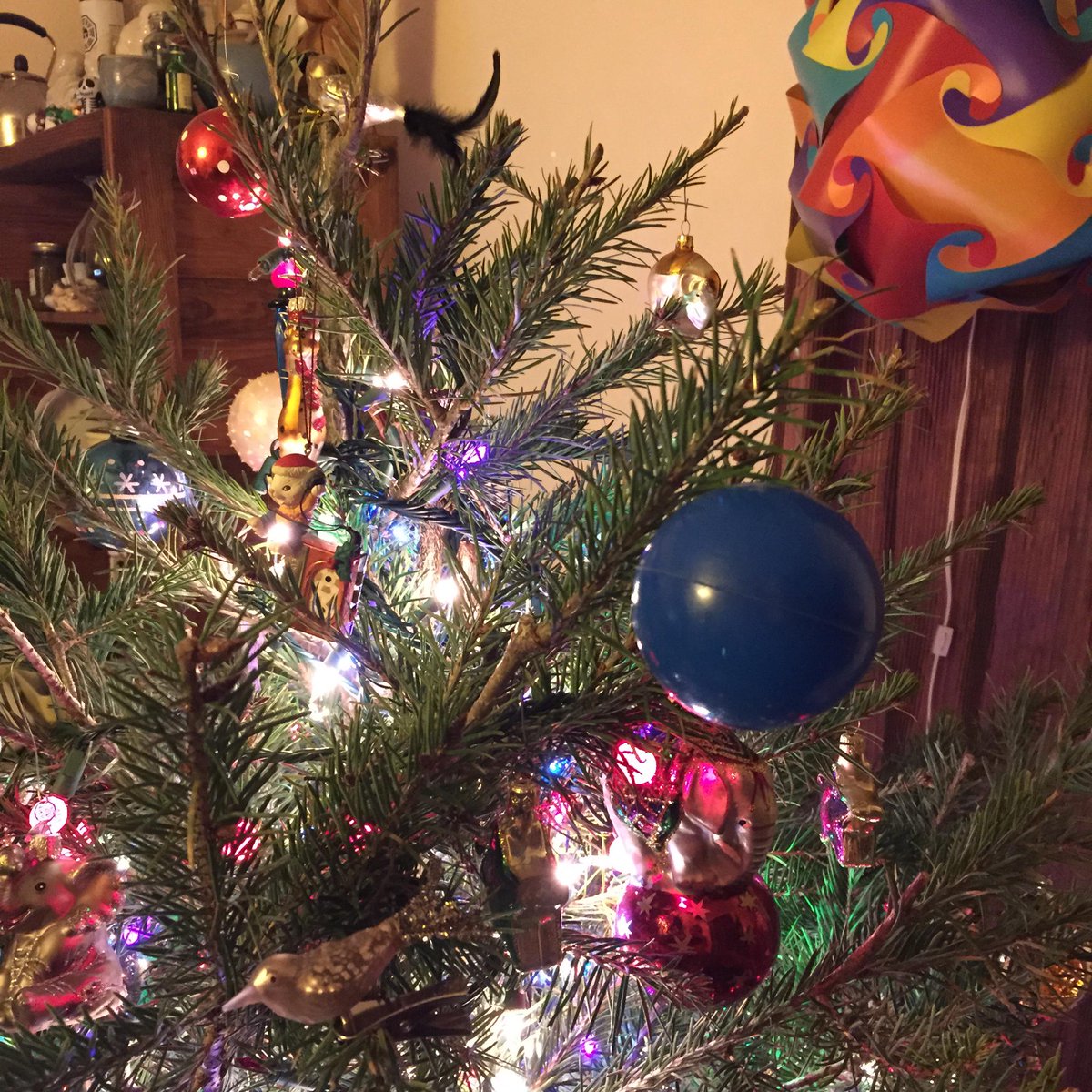 NotaR0b0t's tweet photo. Ball Pit Ornament!
w/
@Therajill
@JoCoBallPit
#nerdlet http://t.co/6QOfcmInps