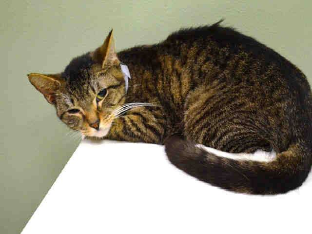 #URGENT #NYC #CATS cutie-pie CASPIAN needs our help before 12/22-PLS RT/adopt/foster/pledge! facebook.com/PetsOnDeathRow…