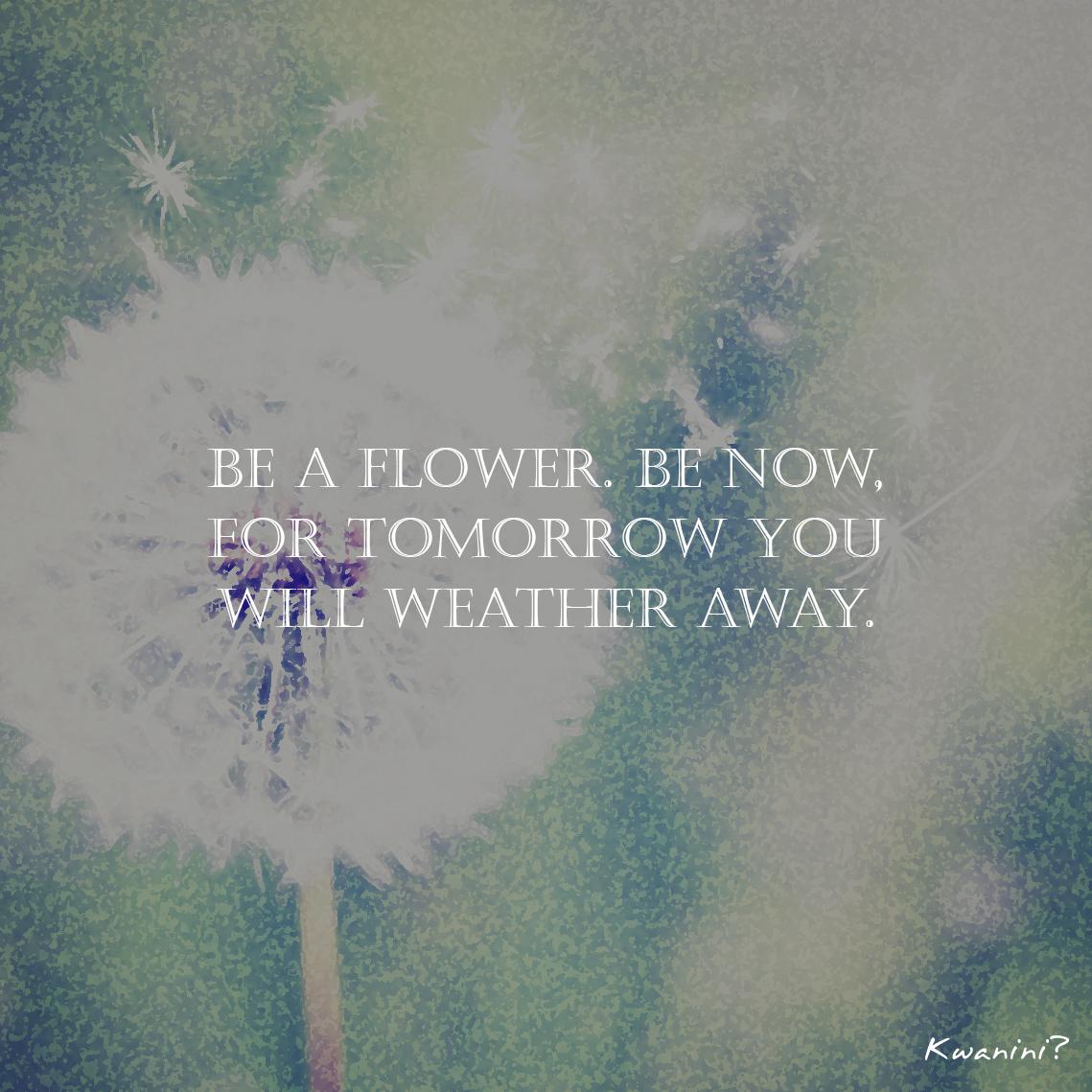 kwanini's tweet photo. Be a flower. Be now, for tomorrow you will weather away. #flower #quote #thought #today http://t.co/dgdmfMVntL