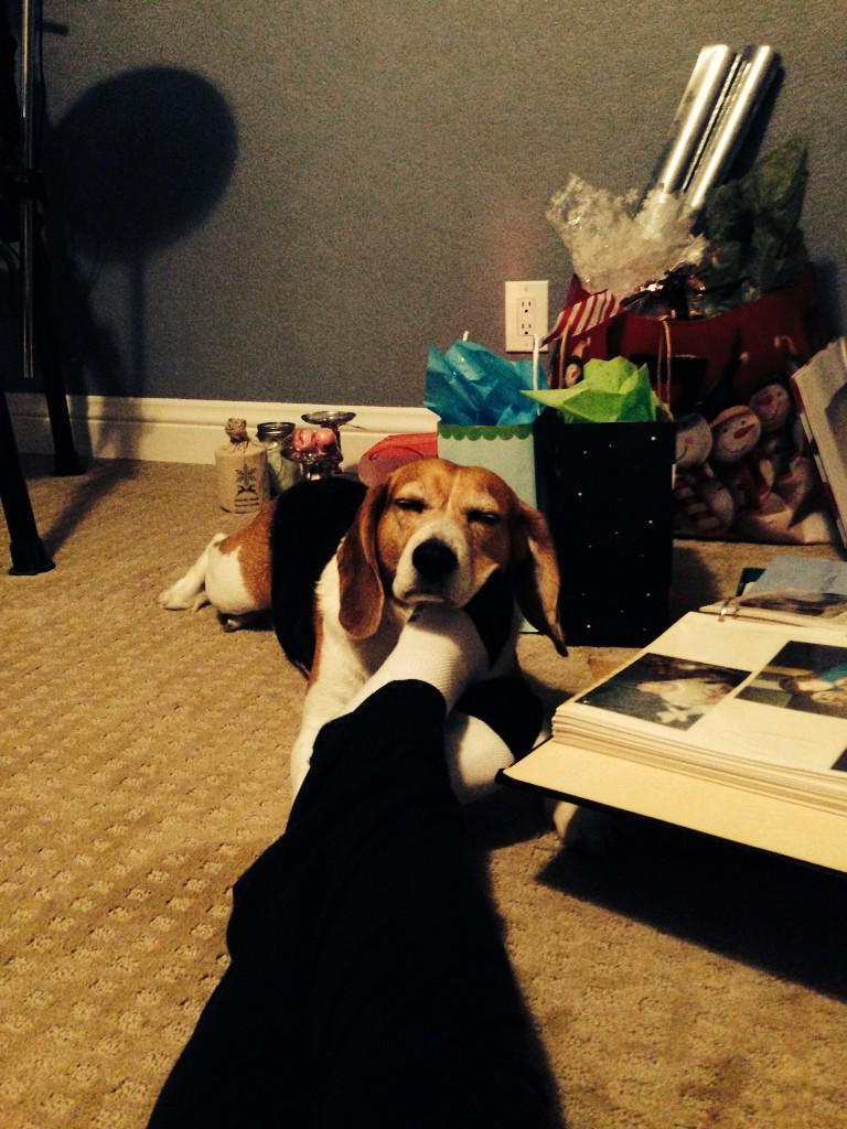 BeagleProbs tweet picture