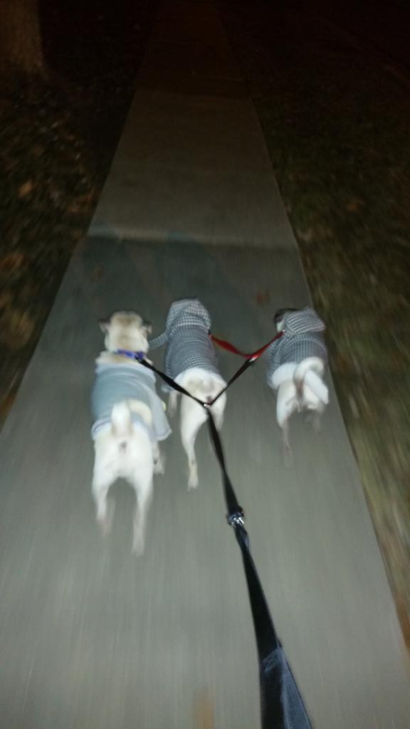 AmazingPugs tweet picture