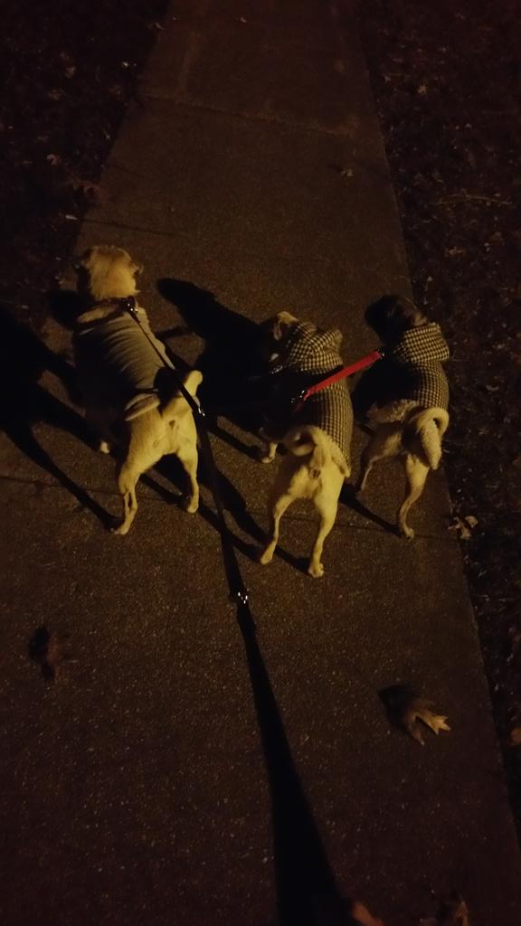 AmazingPugs tweet picture