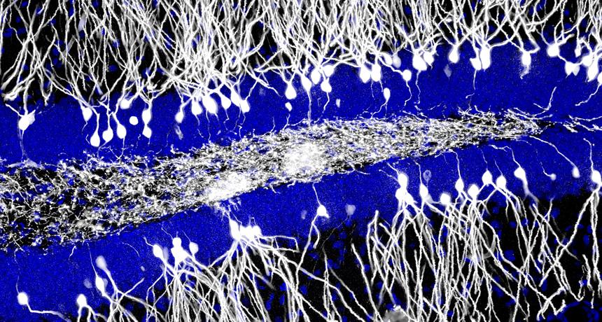 Memories can be hazy, but the brain creates and destroys them with precision. RT <a href="/ScienceNews/">Science News</a> ow.ly/G0p8M