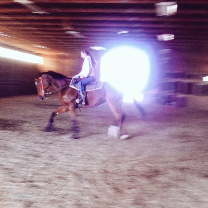 Harlow324's tweet photo. “@CowgirlAmbition: Quote tweet this with your favorite photo of your horse 😊🐴” My super sassy #OTTB #MooreHill ❤️ http://t.co/CFYZVAVJa2
