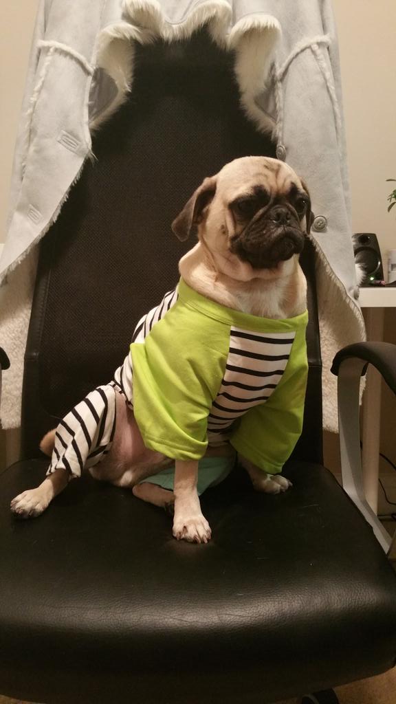 AmazingPugs tweet picture