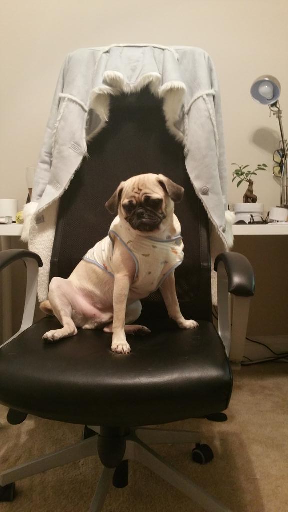AmazingPugs tweet picture