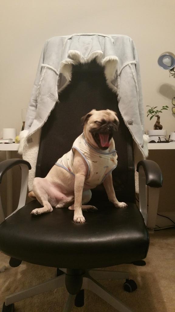 AmazingPugs tweet picture