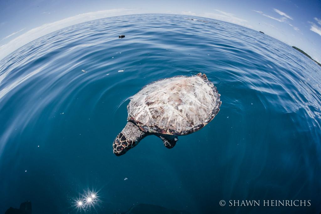 Loesdidi's tweet image. Incredibly sad story of a different way of turtle poaching… bit.ly/1AjRy15 #nowordsforthis #oceans