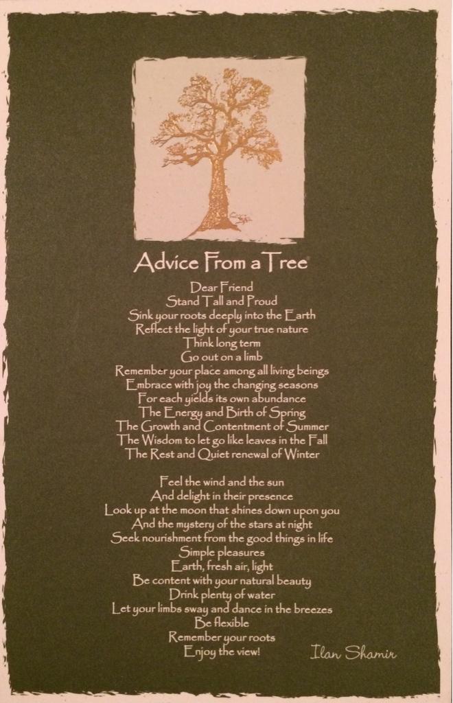 greenwtiffany's tweet photo. Advice from a tree... @YourTrueNature #SpiritualSunday #quote #wordsofwisdom #IlanShamir #gwtiff #tree http://t.co/k9hEqOk7ZV