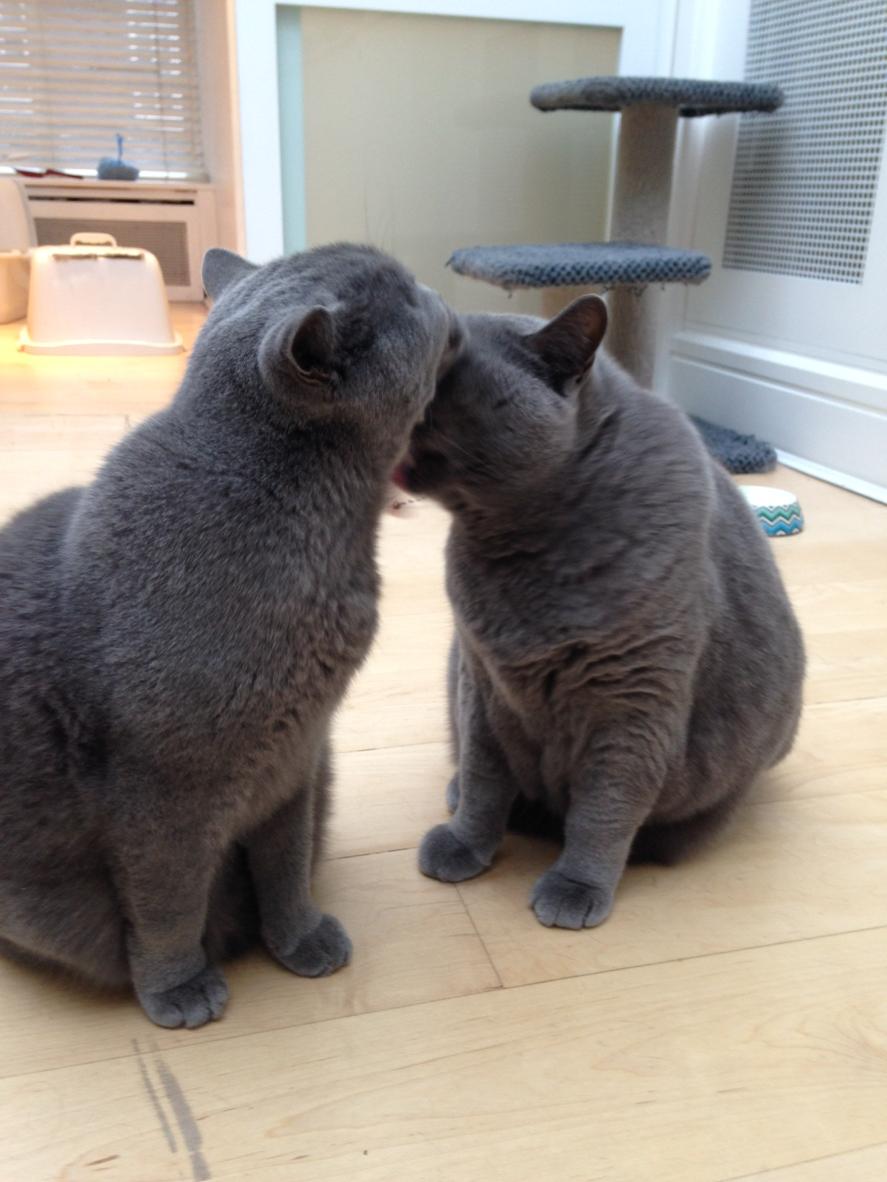 Cat’s Whiskers tweet media