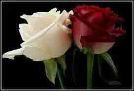 axa555k1's tweet photo. @alfaresaalnbela http://t.co/3XHNKxYupY