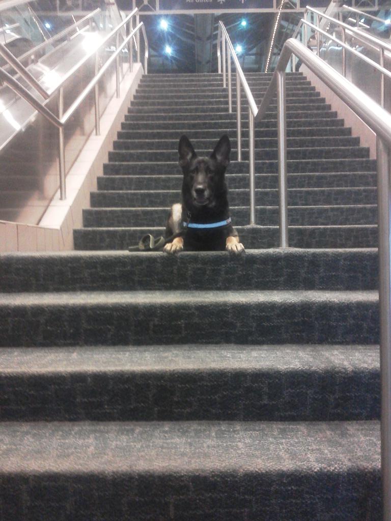 DogproblemsOne's tweet image. Florian and I picking up aunt peg from Saving/Hilt International Airport.