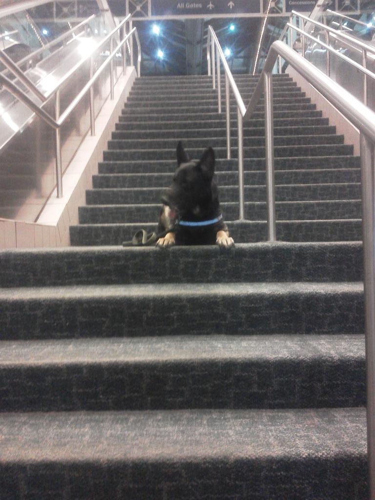 DogproblemsOne's tweet image. Florian and I picking up aunt peg from Saving/Hilt International Airport.