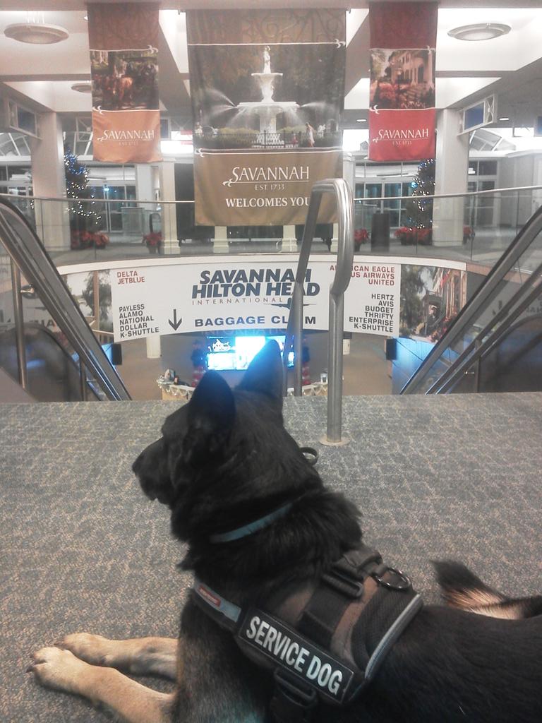 DogproblemsOne's tweet image. Florian and I picking up aunt peg from Saving/Hilt International Airport.