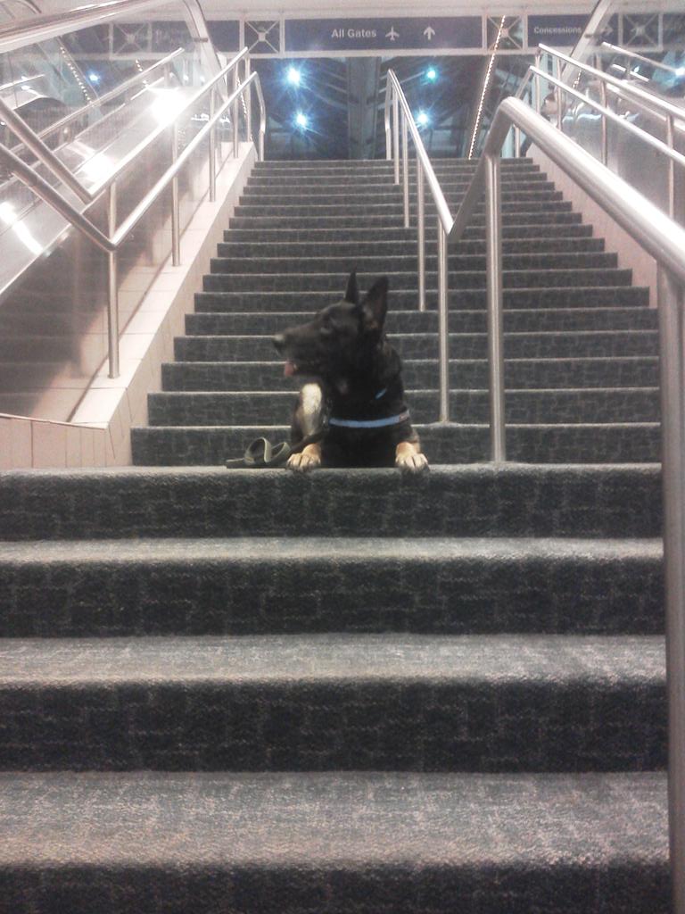 DogproblemsOne's tweet image. Florian and I picking up aunt peg from Saving/Hilt International Airport.